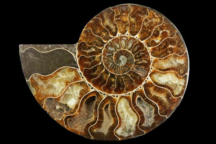 Cut & Polished Ammonite Fossil (Half) - Madagascar #157962